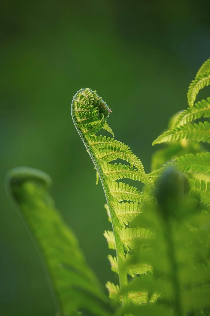 Unfurling green fern frond — Quizzes and Assessments from Prayer Power Ministries