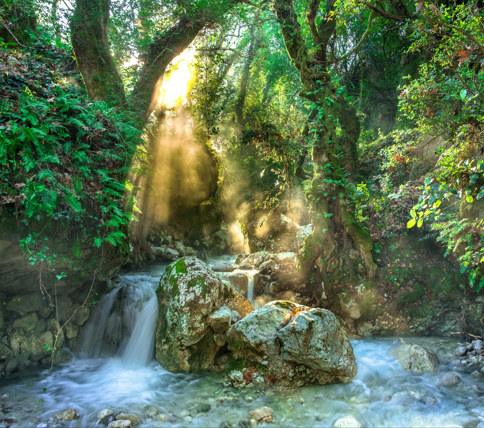 Lush rainforest canopy
