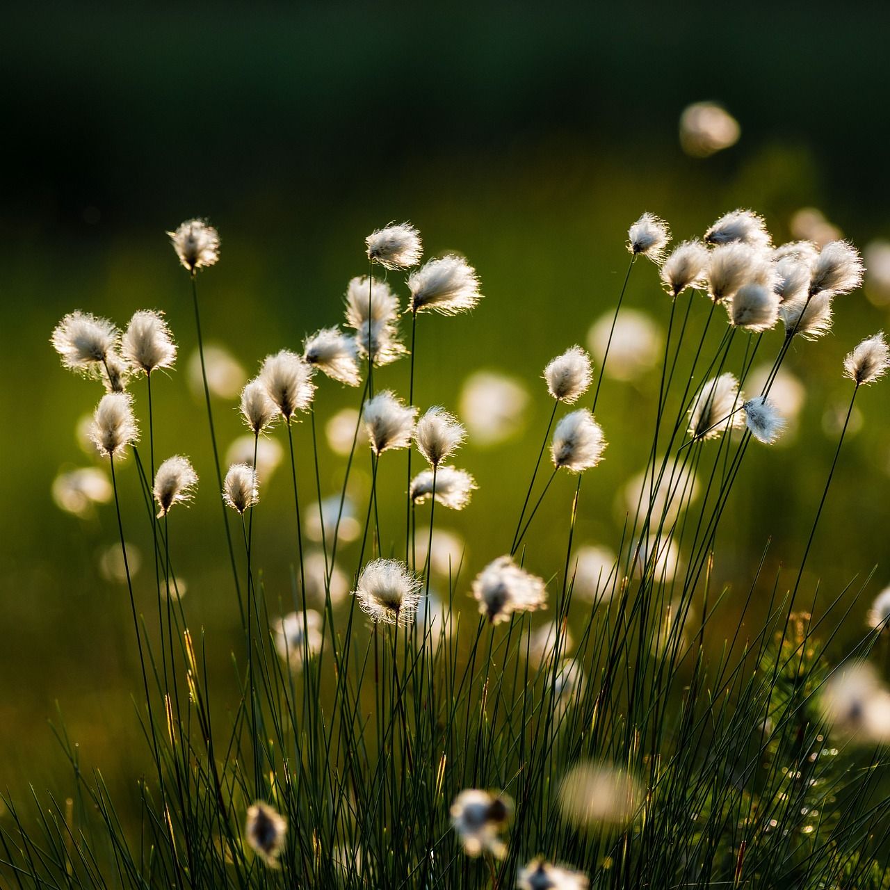 Counseling and healing support